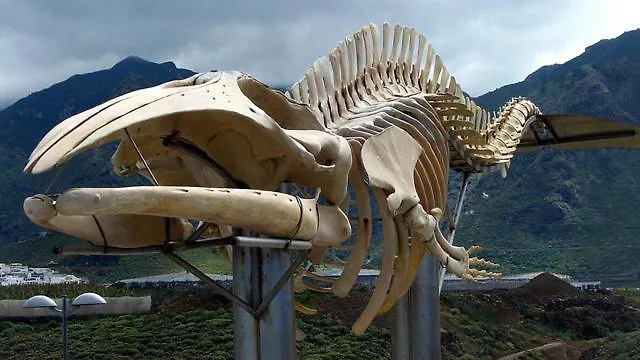 La Ballena Azul Apartman Los Silos