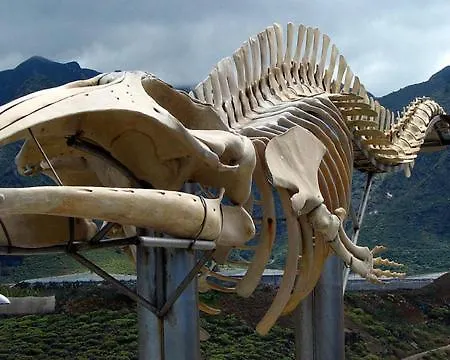 La Ballena Azul Lejlighed Los Silos